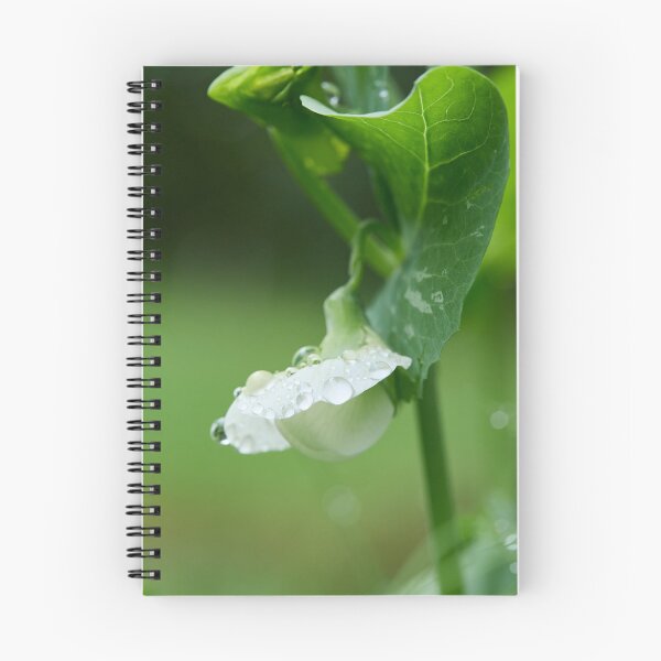 Item preview, Droplets on the flower. Garden pea designed and sold by Jouko Lehto Photography.