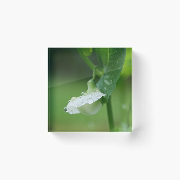 Item preview, Droplets on the flower. Garden pea designed and sold by Jouko Lehto Photography.