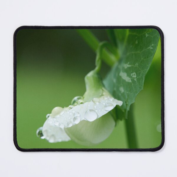 Item preview, Droplets on the flower. Garden pea designed and sold by Jouko Lehto Photography.