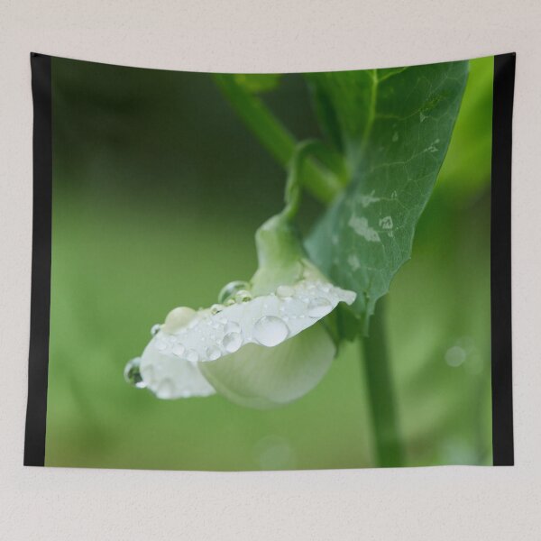 Item preview, Droplets on the flower. Garden pea designed and sold by Jouko Lehto Photography.