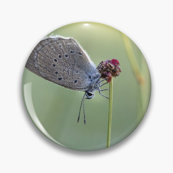 Item preview, Scarce Large Blue Butterfly Macro Nature Art designed and sold by Catrinann.
