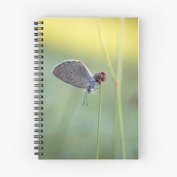 Item preview, Scarce Large Blue Butterfly Macro Nature Art designed and sold by Catrinann.