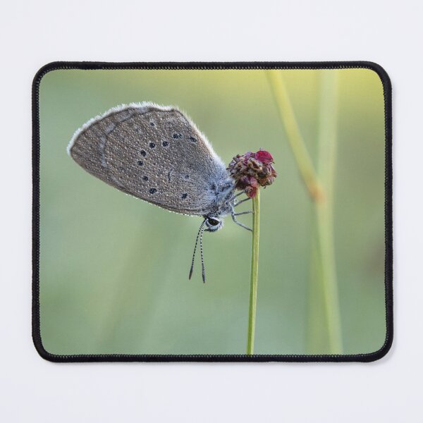 Item preview, Scarce Large Blue Butterfly Macro Nature Art designed and sold by Catrinann.