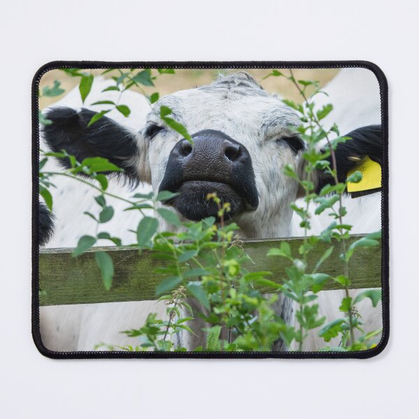 Item preview, White Park Cow III designed and sold by Jane Stanley Photography.