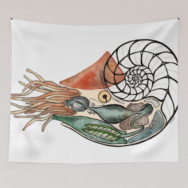 Item preview, Nautilus anatomy designed and sold by Eel Maiden.