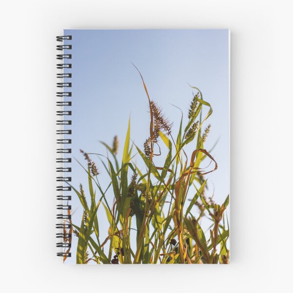 Item preview, Sunlit Wild Grass and Seed Heads Against Clear Blue Sky in Warm Late Afternoon Light designed and sold by Nmallia.