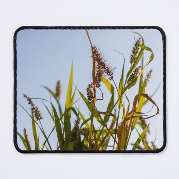 Item preview, Sunlit Wild Grass and Seed Heads Against Clear Blue Sky in Warm Late Afternoon Light designed and sold by Nmallia.