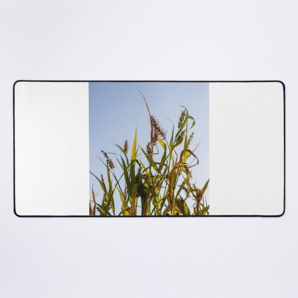 Item preview, Sunlit Wild Grass and Seed Heads Against Clear Blue Sky in Warm Late Afternoon Light designed and sold by Nmallia.