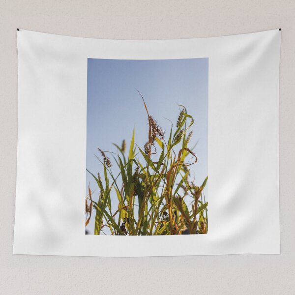 Item preview, Sunlit Wild Grass and Seed Heads Against Clear Blue Sky in Warm Late Afternoon Light designed and sold by Nmallia.
