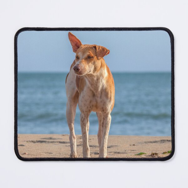 Item preview, Lonely dog on the beach designed and sold by Photopat.