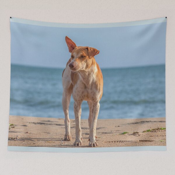 Item preview, Lonely dog on the beach designed and sold by Photopat.