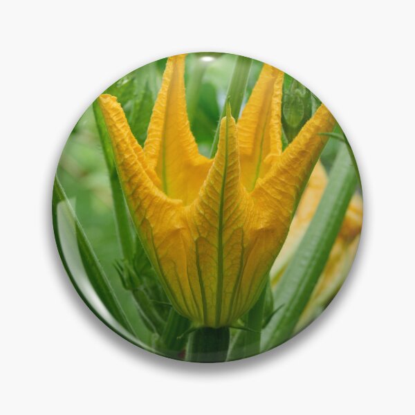 Item preview, Zucchini flower. Summer squash designed and sold by Jouko Lehto Photography.