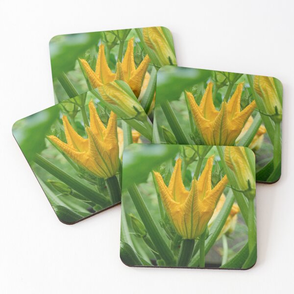 Item preview, Zucchini flower. Summer squash designed and sold by Jouko Lehto Photography.