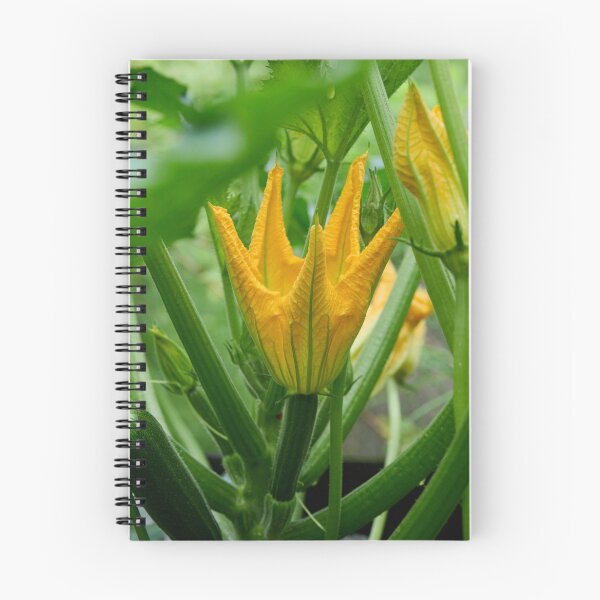 Item preview, Zucchini flower. Summer squash designed and sold by Jouko Lehto Photography.