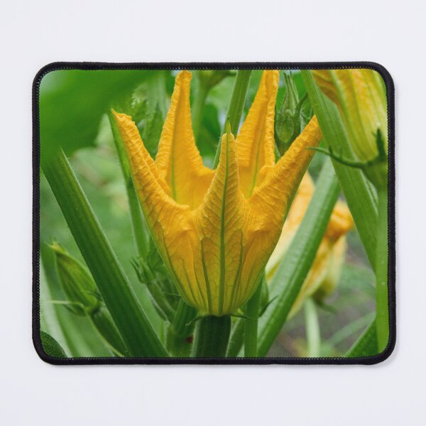 Item preview, Zucchini flower. Summer squash designed and sold by Jouko Lehto Photography.