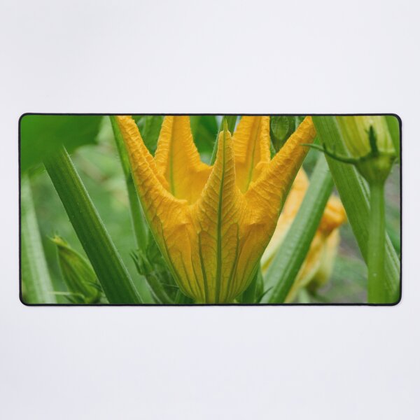 Item preview, Zucchini flower. Summer squash designed and sold by Jouko Lehto Photography.