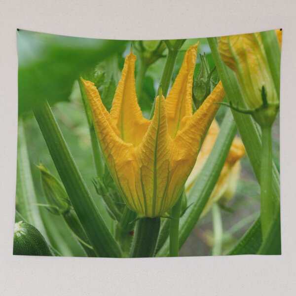 Item preview, Zucchini flower. Summer squash designed and sold by Jouko Lehto Photography.