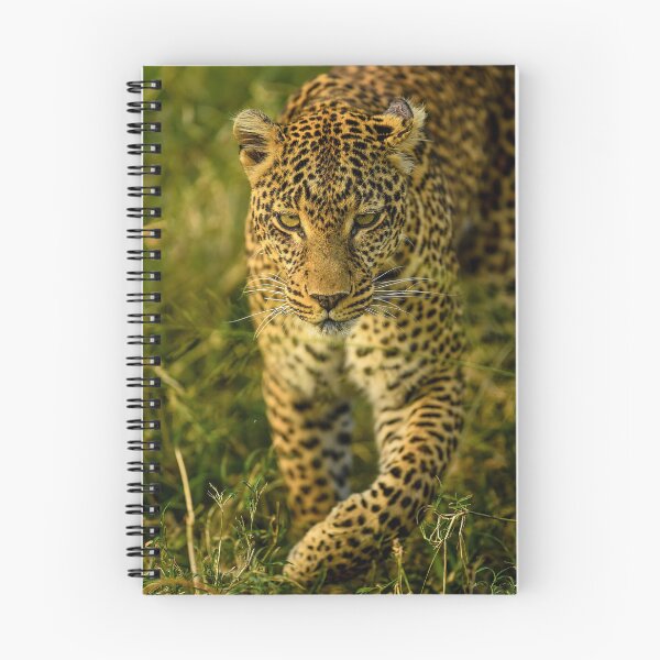 Item preview, Stealthy African Leopard Prowling Through Tall Grass designed and sold by OlaniPictures.