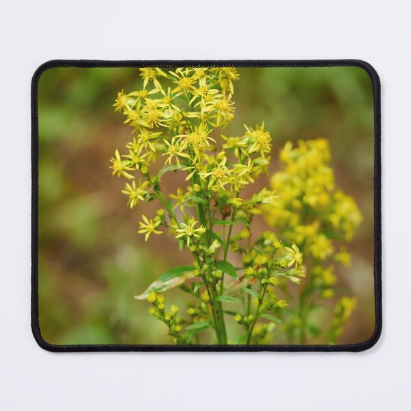 Item preview, Goldenrod designed and sold by Jouko Lehto Photography.