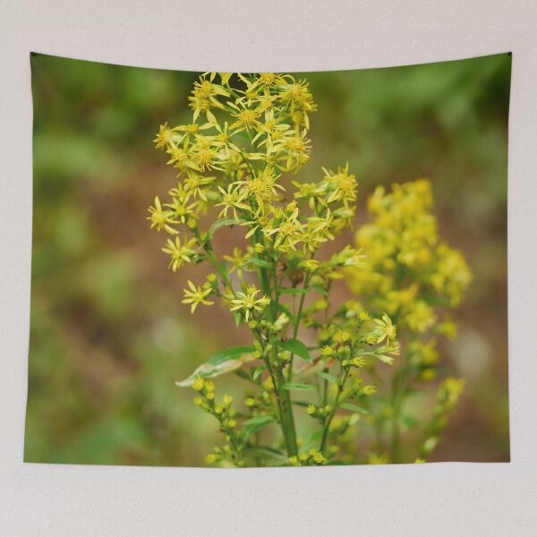 Item preview, Goldenrod designed and sold by Jouko Lehto Photography.