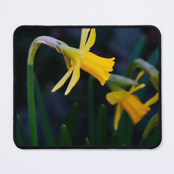 Item preview, Yellow Narcissus Flowers designed and sold by ShotsbyDesiree.