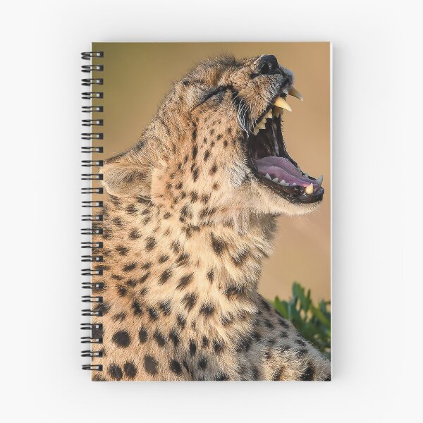 Item preview, Dramatic Close-Up of a Wild Cheetah Yawning designed and sold by OlaniPictures.