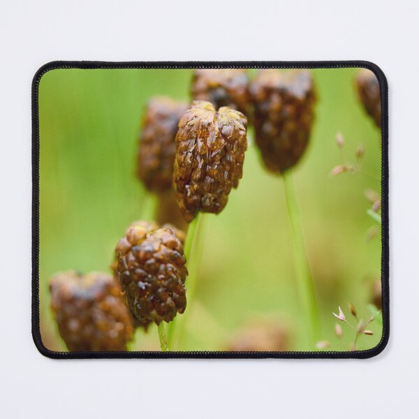 Item preview, After the rain. Large Brown Clover designed and sold by Jouko Lehto Photography.