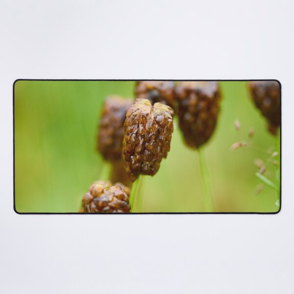 Item preview, After the rain. Large Brown Clover designed and sold by Jouko Lehto Photography.