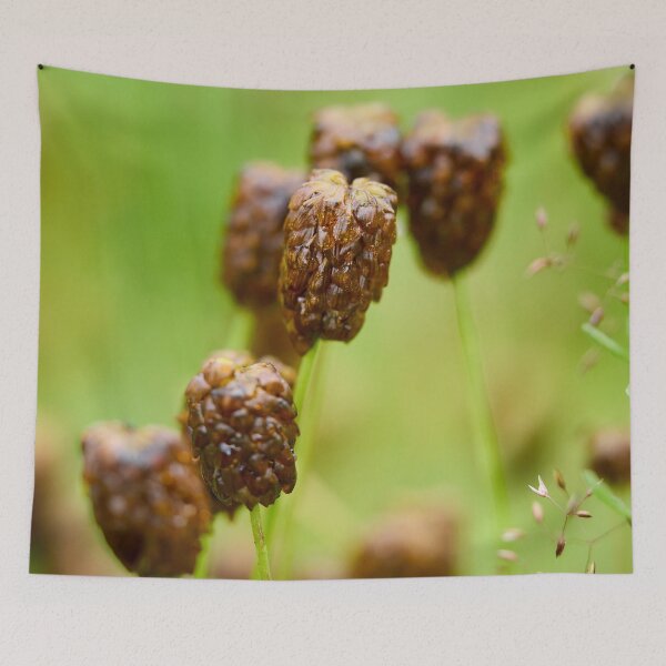 Item preview, After the rain. Large Brown Clover designed and sold by Jouko Lehto Photography.