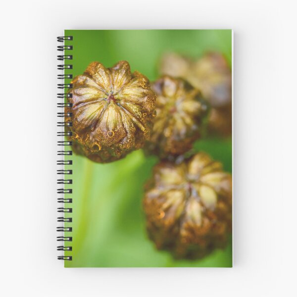Item preview, Wet. Large Brown Clover designed and sold by Jouko Lehto Photography.