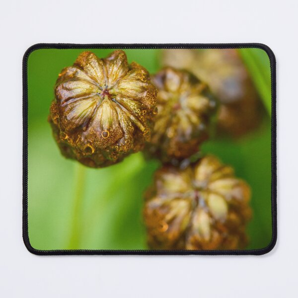 Item preview, Wet. Large Brown Clover designed and sold by Jouko Lehto Photography.
