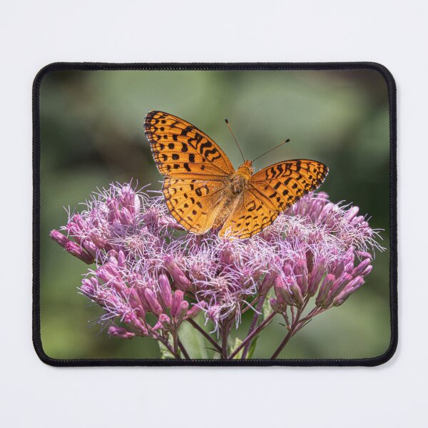 Item preview, Aphrodite fritillary butterfly on Spotted Joe-pyeweed in Algonquin Park, Canada designed and sold by James Cumming.