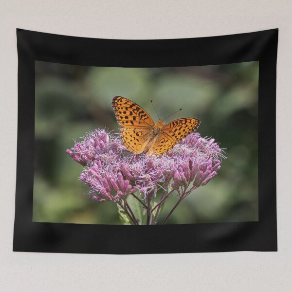 Item preview, Aphrodite fritillary butterfly on Spotted Joe-pyeweed in Algonquin Park, Canada designed and sold by James Cumming.