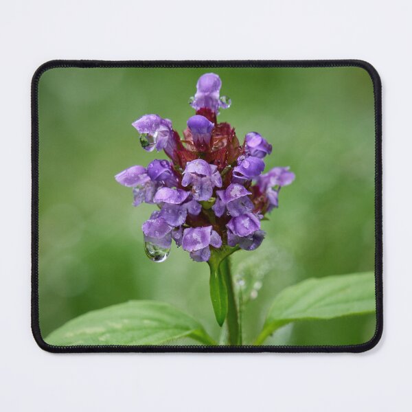 Item preview, After the rain. Self-heal designed and sold by Jouko Lehto Photography.