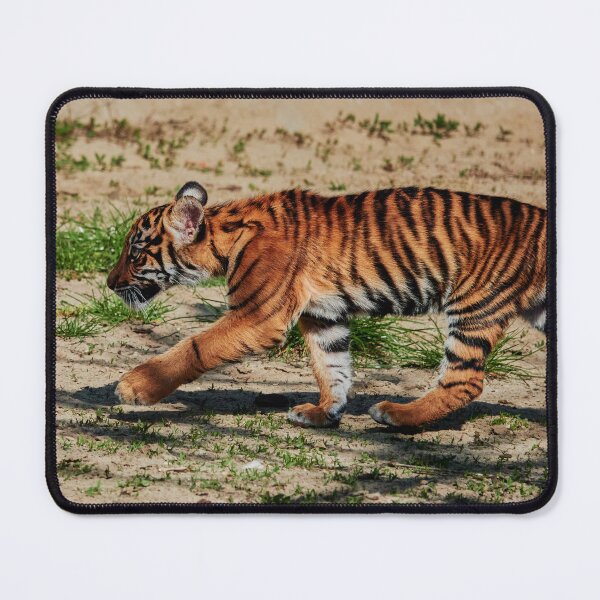 Item preview, Sumatran Tiger Cub designed and sold by Eidetic Photos.