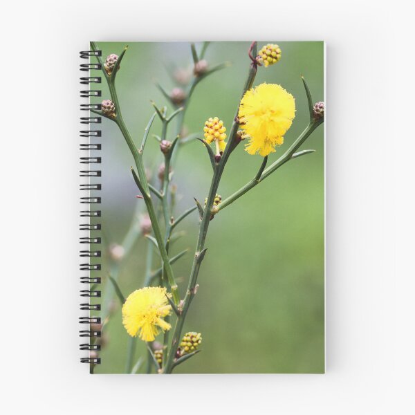 Item preview, Golden Wattle Blooms designed and sold by wendyhattonphotography.