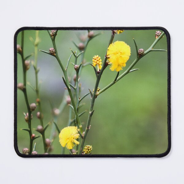Item preview, Golden Wattle Blooms designed and sold by wendyhattonphotography.