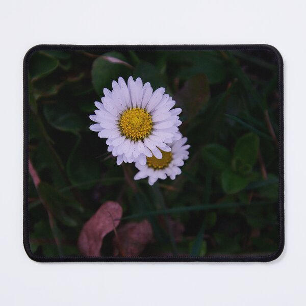 Item preview, White Daisy Bloom designed and sold by ShotsbyDesiree.