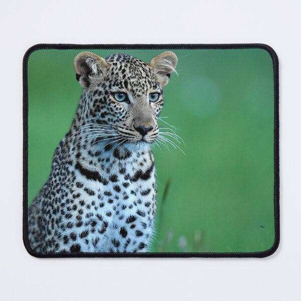 Item preview, Curious Young Leopard Portrait with Soft Green Background designed and sold by OlaniPictures.