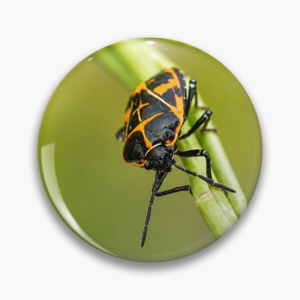 Item preview, Harlequin Bug on Green Stem designed and sold by Kimberly Palmer.