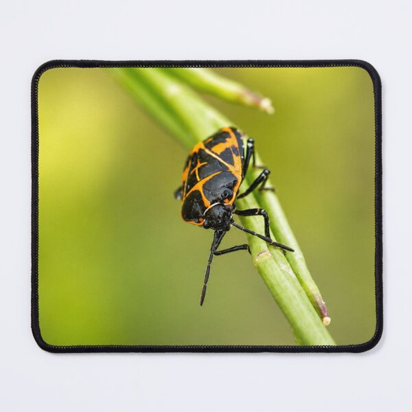 Item preview, Harlequin Bug on Green Stem designed and sold by Kimberly Palmer.
