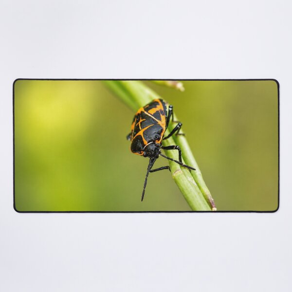 Item preview, Harlequin Bug on Green Stem designed and sold by Kimberly Palmer.