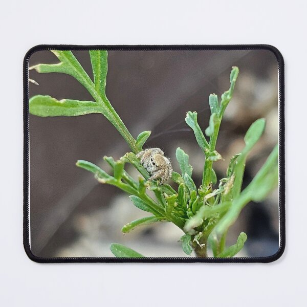 Item preview, Jumpy spider making a home designed and sold by A-Bee-444.