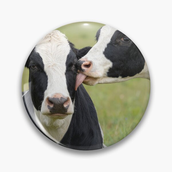 Item preview, Holstein Cow Kissing a Cow designed and sold by Maria Dryfhout.