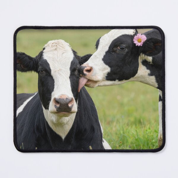 Item preview, Holstein Cow Kissing a Cow designed and sold by Maria Dryfhout.