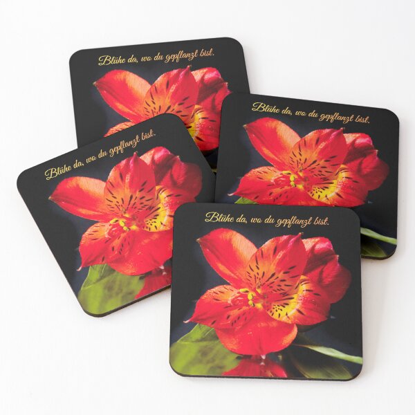 Item preview, Bloom where you are planted – Red Peruvian lily with motivational quote designed and sold by Tammigrafie.