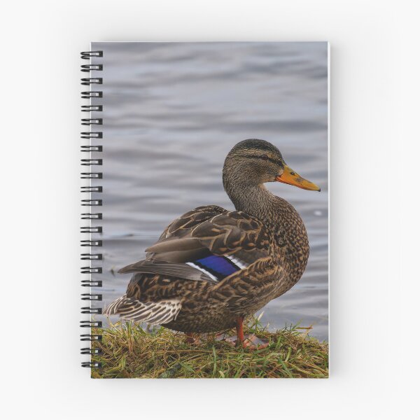 Item preview, Mallard Hen With Vibrant Purple Wing Patches designed and sold by FotoBastek.