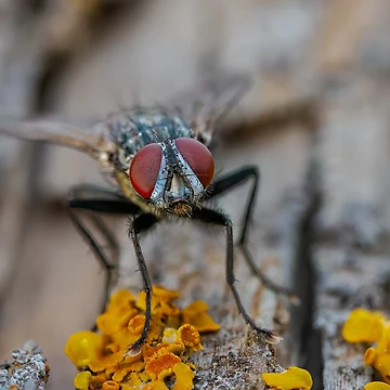 Artwork thumbnail, Red Eyes by Ralph Goldsmith