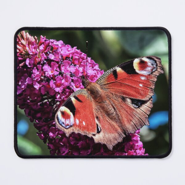 Item preview, Peacock Butterfly on Buddleja designed and sold by Tom McPherson Photography.