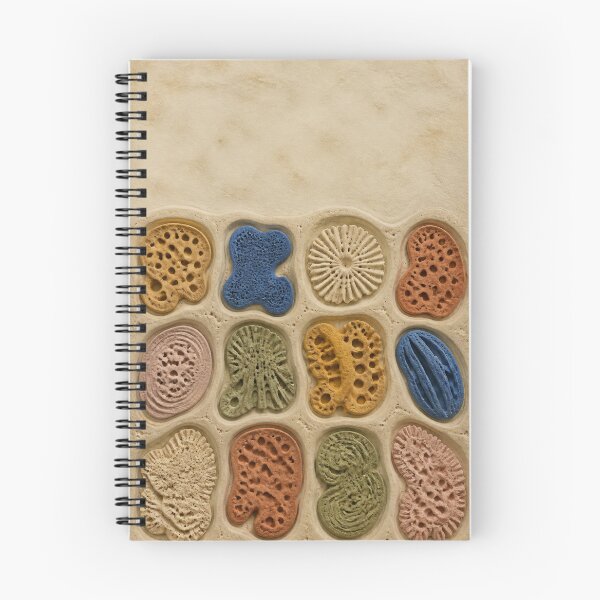 Item preview, Sponge Fossil Cabinet designed and sold by GraphycoPublish.